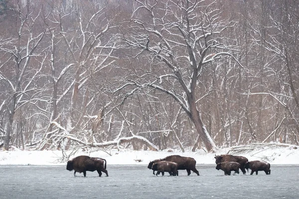 Many European Bison Bison Bonasus Walking Water Winter Group Wild — Stock Photo, Image