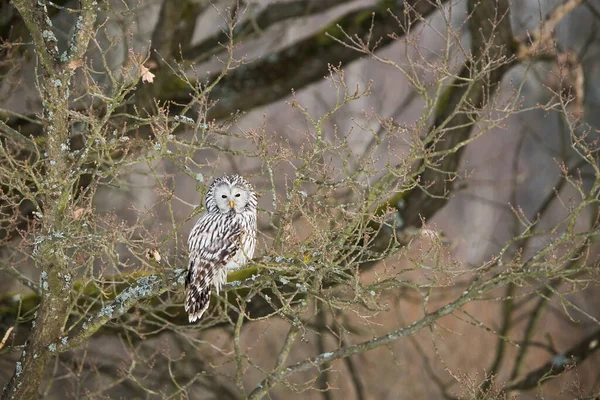 Ural Owl Strix Uralensis Resting Tree Woodland Winter Nature White — Stock Photo, Image