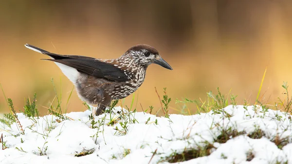 Spotted Nutcracker Nucifraga Caryocatactes Looking Food Gorund Winter Brown Bird — Stock Photo, Image