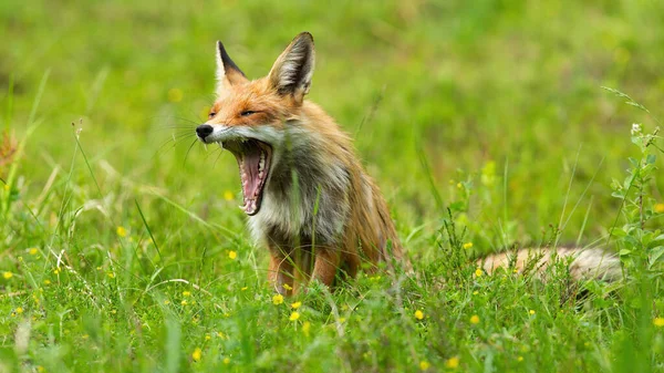 Yorgun Kızıl Tilki Vulpes Vulpes Yazın Çiçek Açan Çayırlarda Esneme — Stok fotoğraf