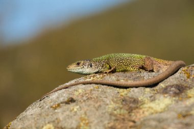 Pasif Avrupalı yeşil kertenkele, lacerta viridis, uzun kuyruklu güneş banyosu. Sabahları uzun kuyruklu, dişi sürüngen. Doğal ortamında vahşi bir hayvan..