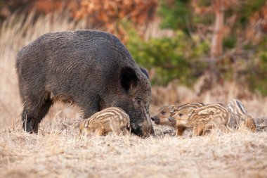 Yaban domuzu, sus scrofa, sonbaharda dru tarlasında beslenen domuz yavruları. Bir grup domuzcuk ve yerde burunları olan anneleri kazıyorlar. Çoklu plne yavruları çayırı kokluyor.