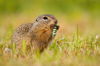Avrupa yer sincabı, spermophilus citellus, tarlada hububat tutuyor. Souslik yeşil çayırda buharla besleniyor. Kahverengi kemirgen otlakta ot yiyor..