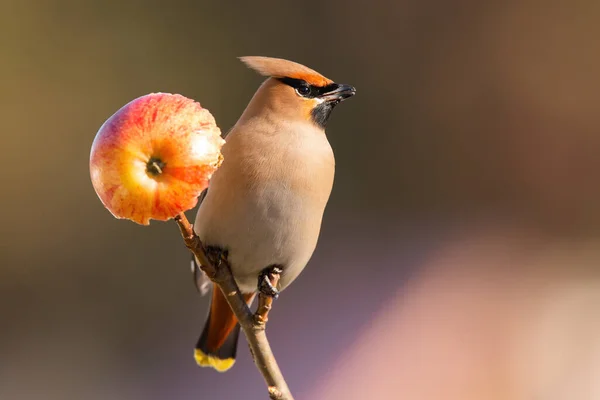 Bohemian Waxwing Bombycilla Garrulus Sitting Twig Apple Sunlight Brown Songbird — Stock Photo, Image