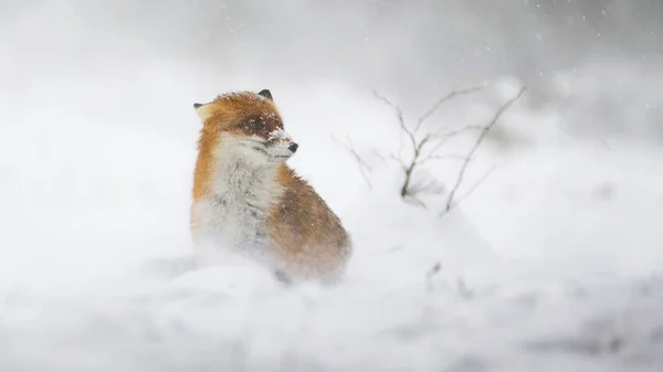 Red Fox Vulpes Vulpes Sitting White Pasture Winter Snowstorm Orange — Stock Photo, Image