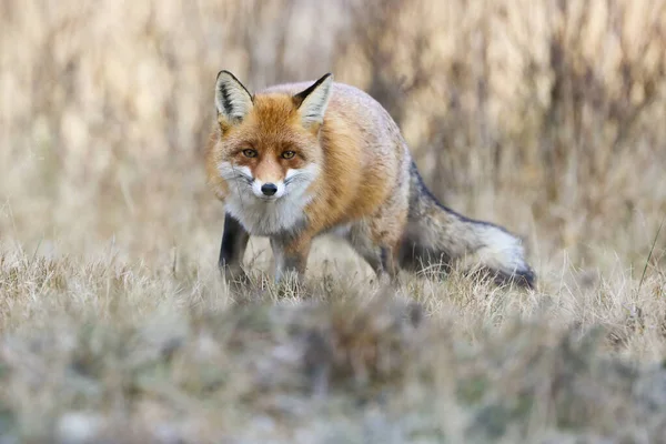 Red Fox Vulpes Vulpes Approaching Dry Meadow Autumn Nature Furry — Stock Photo, Image
