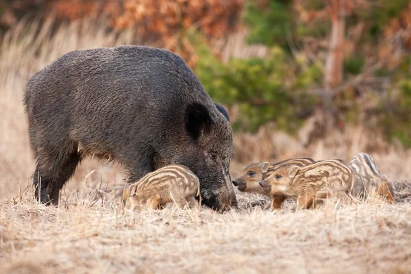 생보어 대서스 가을에 돼지들 이마루 밭에서 먹이를 엄마와 돼지들 수없이 — 스톡 사진