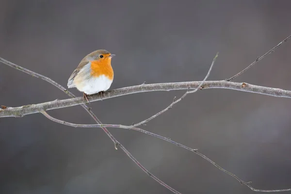 ヨーロッパのロビンやエリサカス ルブルーラは冬は霜の降る木の上に座っています ブラウンとオレンジのソングバードが小枝の上に休んでいます 枝の上に見る赤毛の動物 — ストック写真