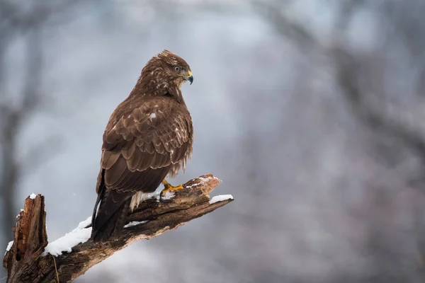 在冬天的森林里 一种常见的秃鹰 它栖息在雪白的树枝上 冬日里 猎鸟栖息在白树上 在林地里寻找的棕色猎手 — 图库照片