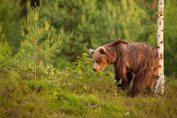 Braunbär Ursus Arctos Kratzt Der Sommerlichen Natur Mit Dem Rücken — Stockfoto