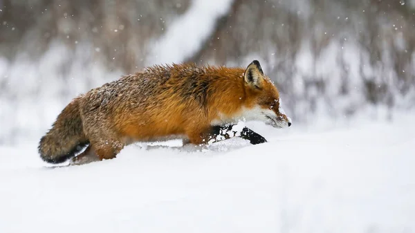 在冬天下雪的时候在厚厚的雪地里涉水 在暴风雪中走在雪地草地上的橙色哺乳动物 毛茸茸的掠食者在白色的牧场上移动 — 图库照片