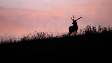 Kızıl geyik silueti, Cervus Elaphus, pembe gökyüzü ile ufka bakıyor. Sahada duran geyiğin koyu şekli. Arka ışıklandırmada boynuzlu hayvan izliyor..