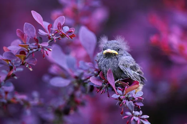 Pollito Mirlo Común Turdus Merula Sentado Arbustos Mirando Alrededor Pájaro — Foto de Stock