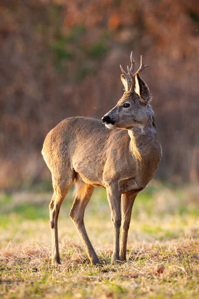 Roe Deer Capreolus Capreolus Observing Dry Field Autumn Vertical Shot — Foto de Stock