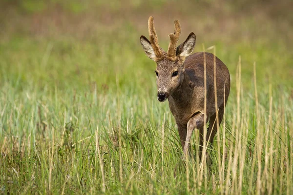 Roe Deer Capreolus Capreolus New Antlers Approaching Long Grass Brown — Stockfoto