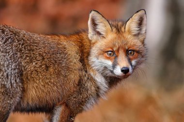 Red fox, vulpes vulpes, looking to the camera in autumn in close up. Portrait of furry mammal staring in forest. Orange predator watching in woodland in detail.