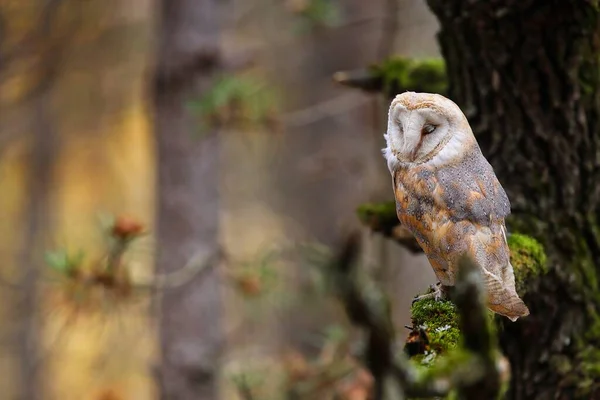 Barn owl, tyto alba, sleeping on tree in forest with space for text. White bird with closed eyes on mossed branch. Featehred animal resting in woodland.