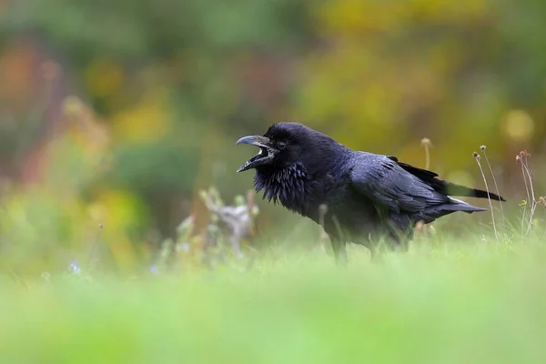 Common Raven Corvus Corax Calling Grassland Summertime Nature Dark Bird Fotos De Bancos De Imagens Sem Royalties