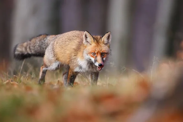 Red Fox Vulpes Vulpes Approaching Dry Grassland Autumn Nature Orange Fotos De Bancos De Imagens
