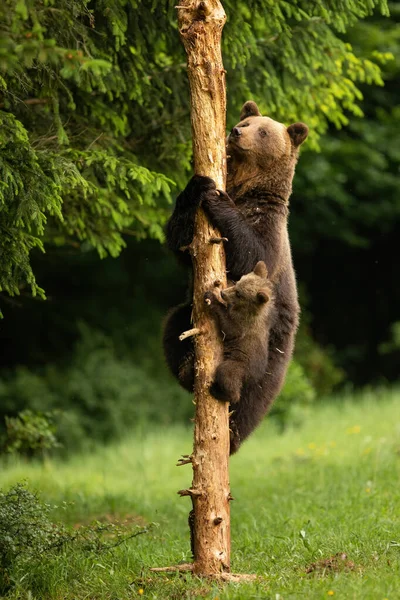 Uma Mãe Urso Marrom Ursus Arctos Seu Filhote Fornecem Uma — Fotografia de Stock