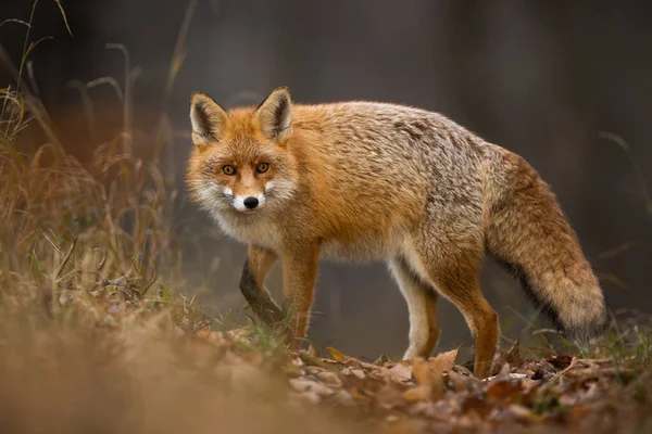 Fluffy Red Fox Vulpes Vulpes Looking Back Foliage Fall Nature — Stock Photo, Image