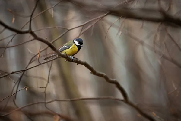 Colorful Great Tit Parus Major Sitting Branch Spring Nature Yellow — Stock Photo, Image