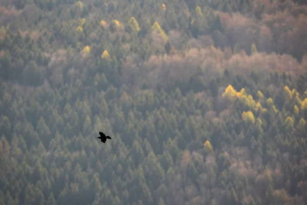 Corvo Comune Corvo Corace Che Sorvola Verdi Montagne Autunno Uccello — Foto Stock