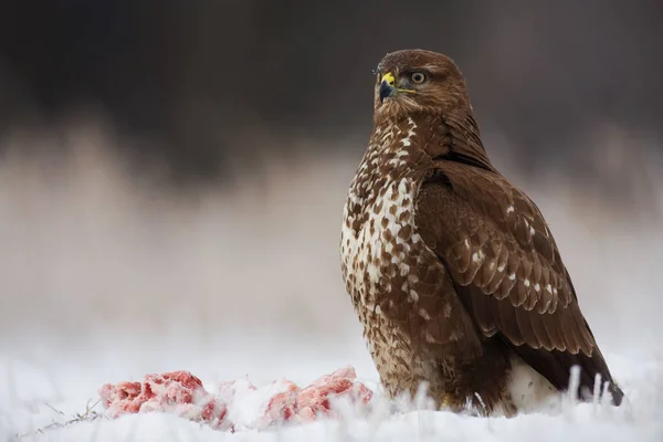 常见的嗡嗡声 Buteo Buteo 坐在雪地上旁边被杀的动物 有羽毛的掠食者在雪地上守护猎物 白色草地上的猎鸟 — 图库照片