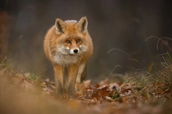 红狐狸 望着秋天的树叶上的相机 橙色哺乳动物在森林中接近 毛茸茸的猎食者注视着树叶 — 图库照片