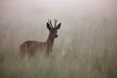  Yumurta geyiği, capreolus capreolus, sabahın erken saatlerinde sis kaplı bir çayırda sessizce durur. Memelilerin sabah atmosferi yumuşak ışığın ortasındaki yatay bir bileşim.