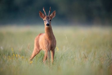 Yumurta geyiği geyiği, capreolus capreolus, yaz otlağında güvenle durur ve dikkatlice uzaklığa bakar. Günbatımında sisle kaplı arka planda hayvan yaban hayatı.