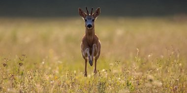 Yumurta geyiği Capreolus Capreolus hızla kameraya doğru koşar. Çayırdaki sıcak gündoğumu ışığı arkadan vurur. Anın enerjisi ve yoğunluğu, altın gibi, arka planda bir parıltıyla.
