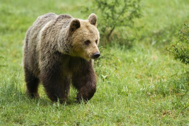 Kahverengi ayı, ursus arctos, yaz doğasında yeşil çayırlarda yürüyor. Büyük memeliler yaz mevsiminde çayırlarda hareket ederler. Büyük yırtıcı hayvan taze çimenlerde yürüyor..