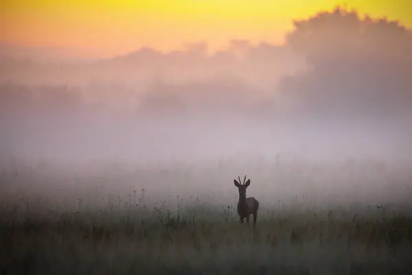 stock image A roe deer buck, capreolus capreolus, stands in a mist-covered meadow during an early summer morning, bathed in soft dawn light. Tranquil wildlife scene in a horizontal composition.