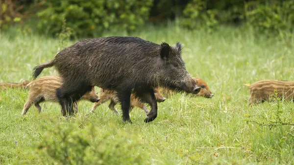 Yaban domuzu, sus Scrofa, yazın yeşil çimlerde yürüyen domuzcuklar. Bir grup memeli yaz mevsiminde hareket halindedir. Çayırda yürüyen küçük domuzlu yetişkin domuz..