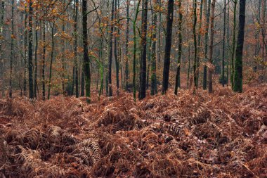 Withered ferns and mossy tree trunks in autumn woods.