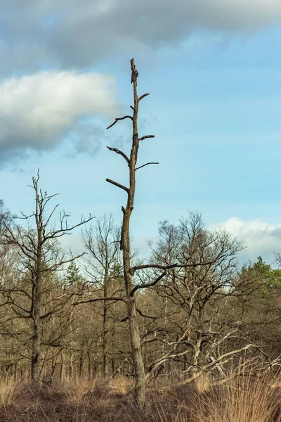 Arbre Mort Dans Forêt Sous Ciel Nuageux Bleu — Photo