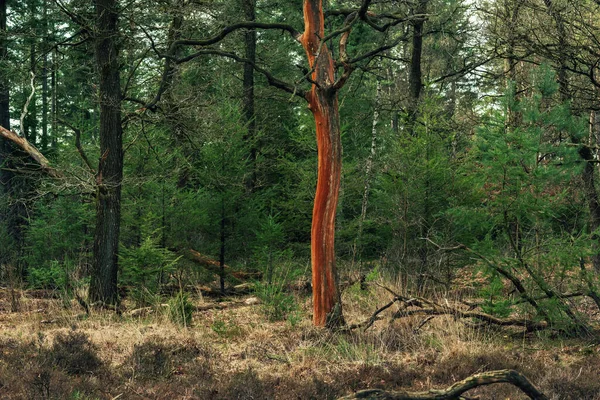 Boom Met Rood Gekleurde Schors Het Bos — Stockfoto