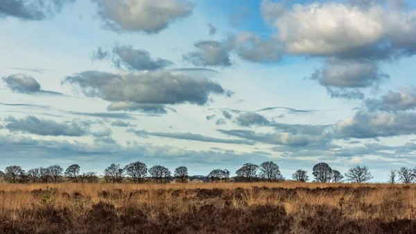 Heath Maisema Paljaat Puut Horisontissa Alla Pilvinen Taivas — kuvapankkivalokuva