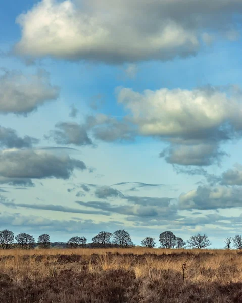 Heath Landscape Bare Trees Horizon Cloudy Sky — Stock Photo, Image