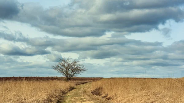 Bulutlu Bir Gökyüzünün Altındaki Fundalıkta Yapayalnız Bir Ağaç — Stok fotoğraf