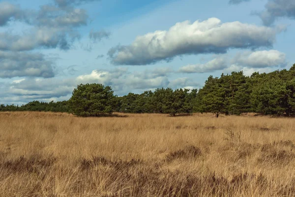 Bulutlu Gökyüzünün Altında Çam Ağaçları Olan Fundalık Bir Arazi — Stok fotoğraf