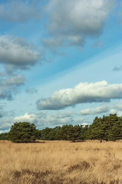Heath Landschap Met Pijnbomen Onder Bewolkte Hemel — Stockfoto