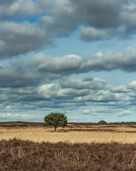 Solitary Pine Tree Heath Landscape Cloudy Sky — Stock Photo, Image