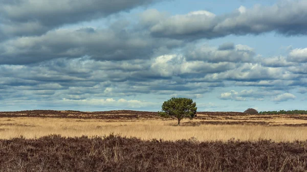 Bulutlu Bir Gökyüzünün Altındaki Fundalıkta Yapayalnız Bir Çam Ağacı — Stok fotoğraf