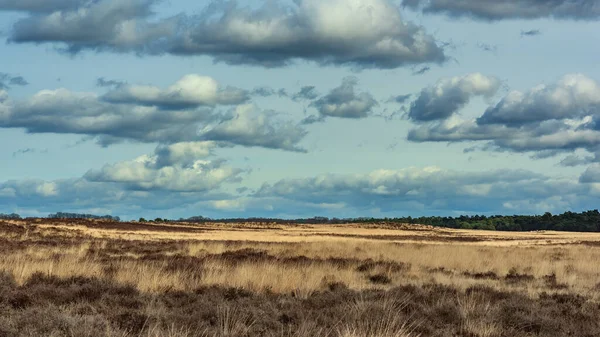 Mavi Bulutlu Gökyüzünün Altındaki Fundalık Arazi — Stok fotoğraf