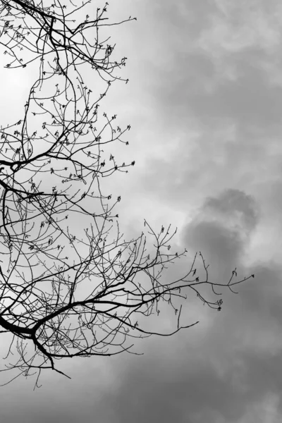 Bulutlu Bir Gökyüzüne Karşı Çıplak Bir Ağacın Dalları Siyah Beyaz — Stok fotoğraf