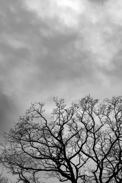 Äste Eines Kahlen Baumes Vor Einem Bewölkten Himmel Schwarz Weiß — Stockfoto