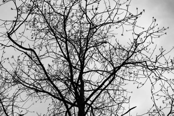 Egy Csupasz Ágai Felhős Égbolton Fekete Fehér Fénykép — Stock Fotó