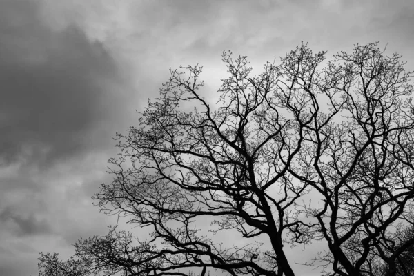 Ramos Uma Árvore Nua Contra Céu Nublado Foto Preto Branco — Fotografia de Stock